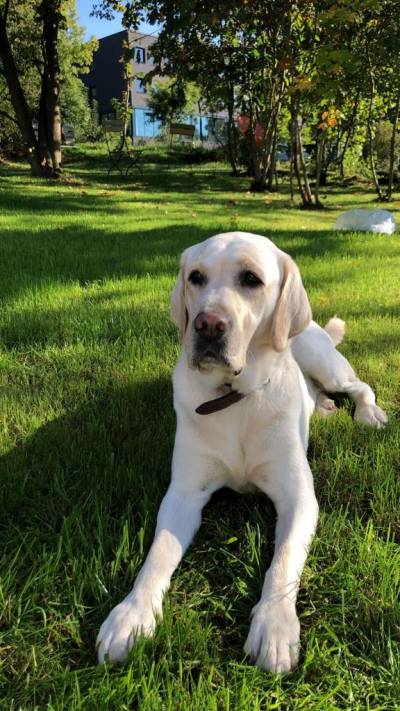 Oscar fhlt sich im Garten wohl